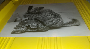 A Chinchilla & A Turtle Vintage 1970 Photo Picture