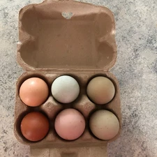 6+ Fertile Chicken Hatching Eggs Barnyard Mix/Crested/Easter/Rare Breed Possible