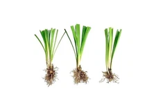 Liriope Super Blue | Bare Root | Liriope muscari | Low Maintenance | Hardy