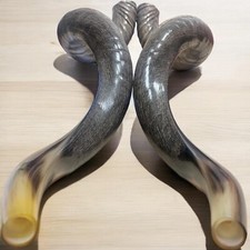 Twin Shofars Yemenite Kudu Horns Set 37" XL Rare New Kosher Free Shipping USA