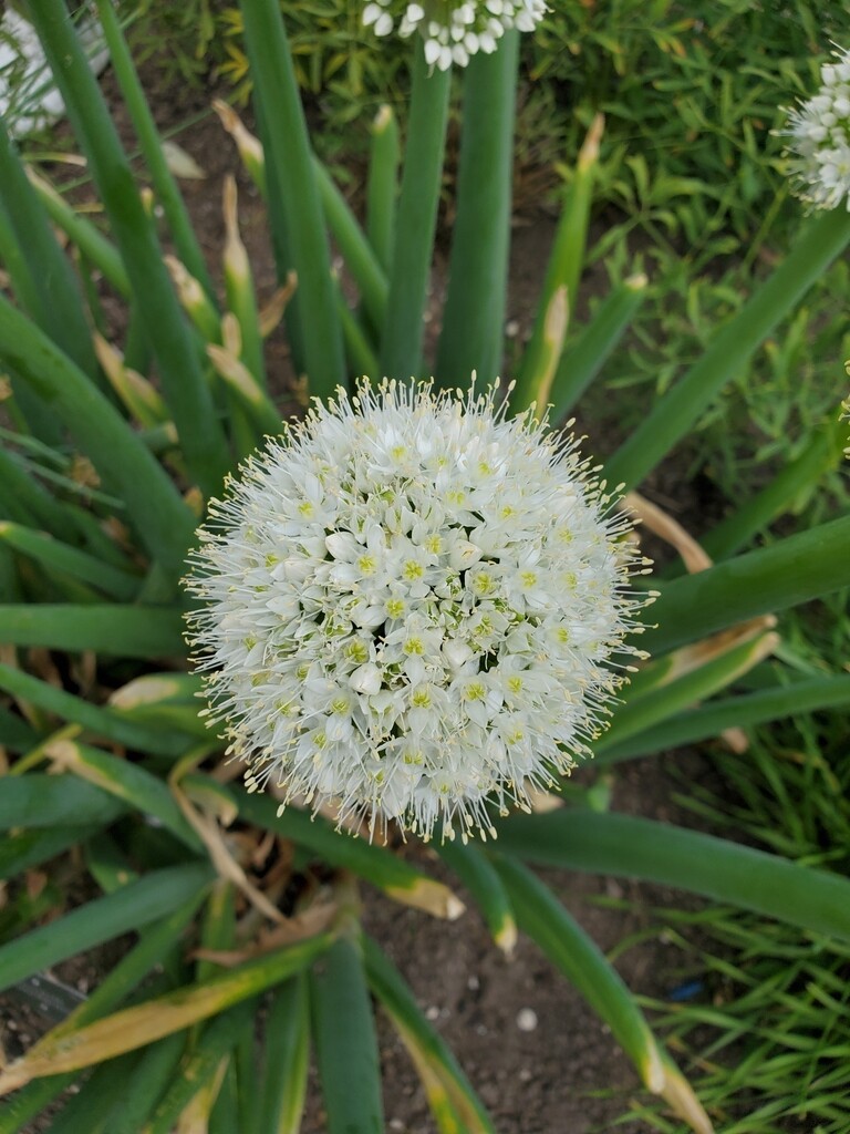 Allium cepa, Allium cepa Nashik, bulbo de cebolla - 50 a 500 semillas