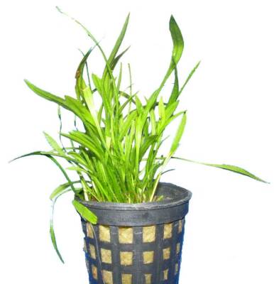 4 Tpfe Echinodorus Tenellus, Grasartiger Froschlffel, Aquarium-Pflanzen |  eBay.de
