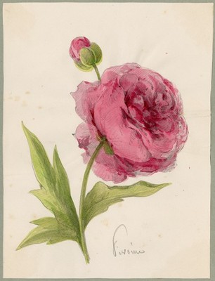 Antique Drawing-A study of a rose and a rose bud-Anonymous-ca. 1860