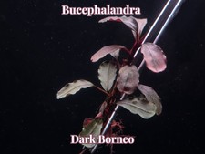 Bucephalandra Dark Borneo Live Aquatic Buce Epiphyte Rhizome Fish Shrimp Plants