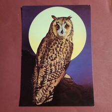 Postcard: Owl by Adrian Rigby, Unposted. Beechwood Art Design.