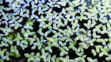 50 "Pale" Duckweed Lemnoideae