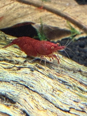 #ad 101 Homebred Orange Eye Red Demon Michael Häsler Neocaridina line. $120.00