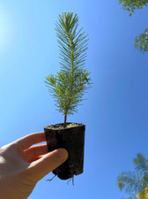 Stone Pine Live Tree (Pinus pinea) - 2.5 Inch Pot