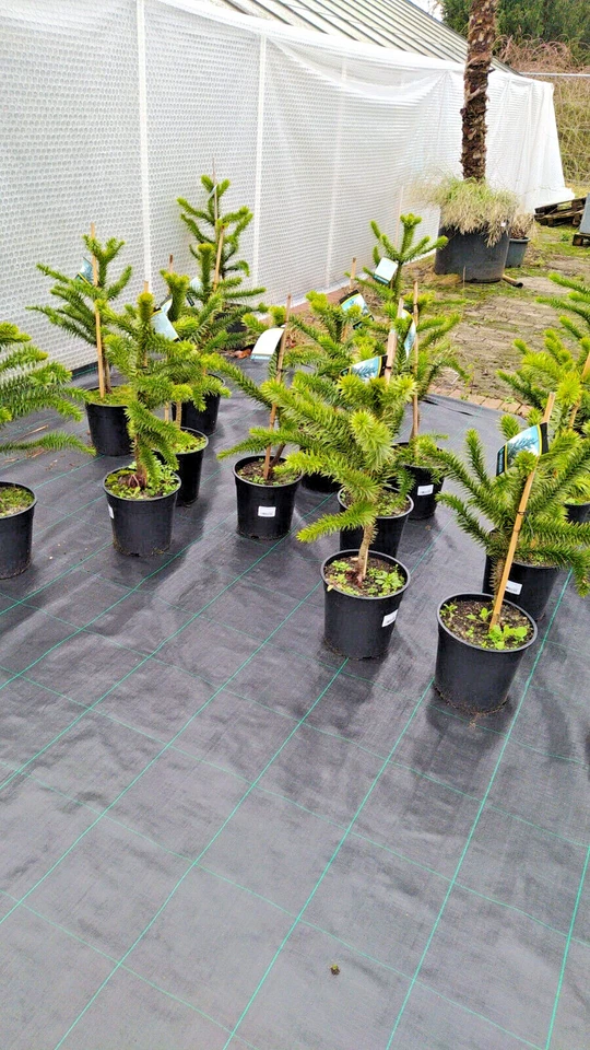 Araucaria araucana 70–90cm Chilenische Andentanne Schmucktanne Araukarie Baum - Bild 2 von 4