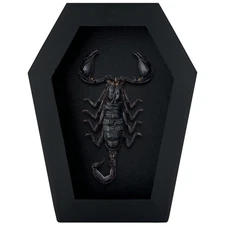Real Scorpion Coffin Frame Gothic Taxidermy Insect Wall Art Collectible Decor