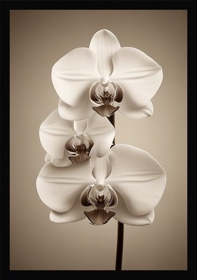 Modern Orchid Framed Wall Art Poster Canvas Print Picture