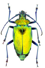 TOP 100 Coleoptera Auctions : rare beetles for collectors