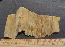 petrified-opalized-wood-collectible-specimen-end-slab-62-grams-57-oz-oregon