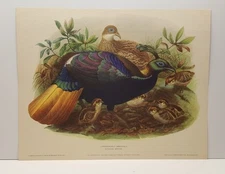 Daniel G. Elliott Himalayan Impeyans Vintage Lithograph Art Print Pheasant