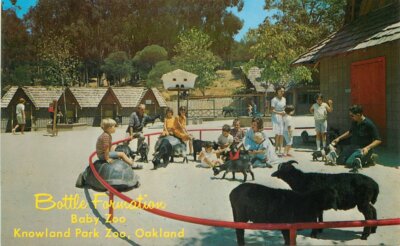 Amusement Children's Baby Zoo Knowland Park Oakland California Postcard 21-3684