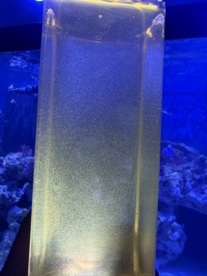 16 Oz   BUY TWO GET ONE FREE!! mixed Live Copepods :: Three Pod Species.