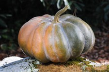 10 Semillas Musque De Province Reliquia Calabaza Gran Hermosa Reliquia