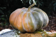 10 Seeds Musque De Province Pumpkin Heirloom Big Beautiful Heirloom