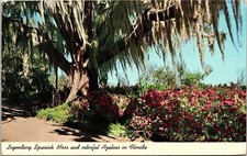 Legendary Spanish Moss Azaleas Florida FL Postcard PM Holly Ridge NC Cancel WOB