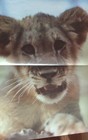 Vintage 1979 Tiger Cub Nature Close-up Troll Associates Wall Poster  — photo 2