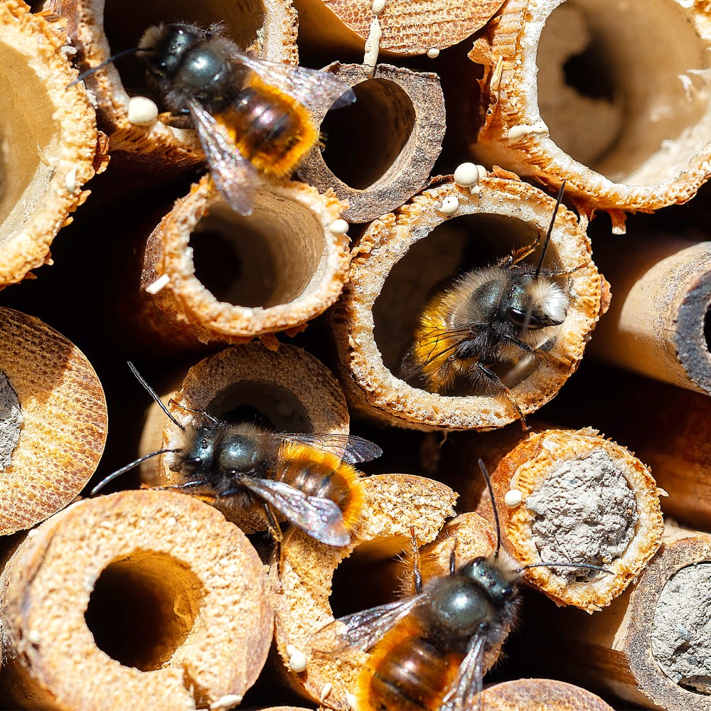 Set of 2 Mason Bee Nest Tubes Pollinator House Replacement Nesting Reed