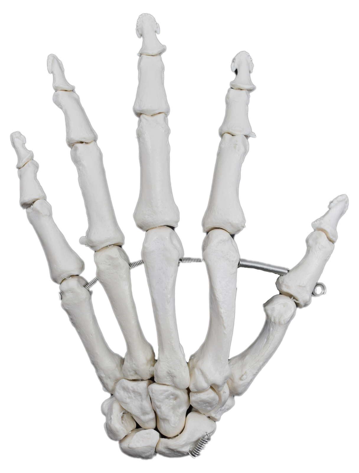 Hand Bones, Articulated - L - Anatomically Accurate Human Bone Replica - hBARSCI