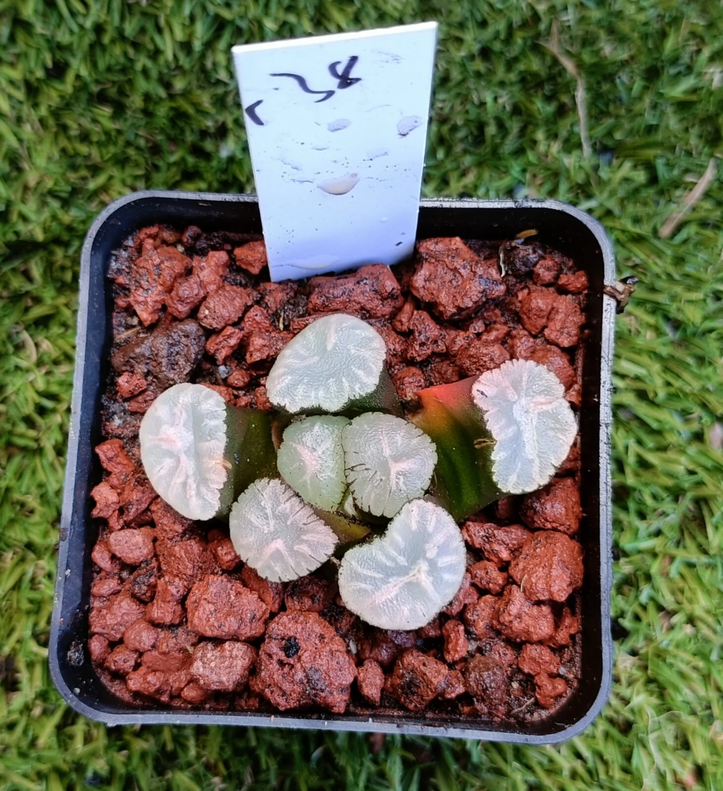 haworthia Plant #38，mature plant,very well Rooted Succulent
Opens in a new window or tab