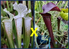2024 SARRACENIA SEEDS: LEUCO VAR ALBA HCW AVALANCHE X KEW GARDENS