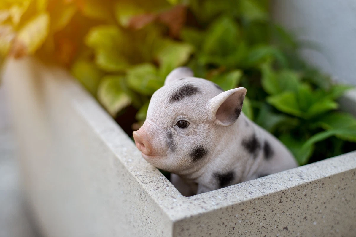 Baby Pig Piglet Sitting Figure Garden Statue Table Decoration Home Farm Decor