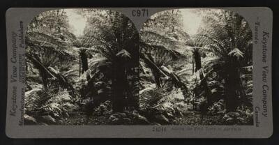 Among the Fern Trees of Australia Old Photo