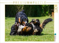 Calvendo Puzzle Bernese Mountain Dogs At Play | 1000 Pieces, Finished Size 25.2