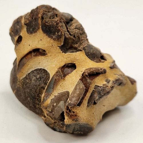 Thalassina anomala Mud Lobster Fossil 2.5" - Gunn Point - Darwin, NT, Australia
