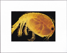 8X10" Matted Print Coral Reef Picture Fish Sea: Planktonic Amphipod Crustacean