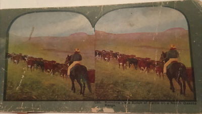 Stereocard/stereoview Rounding Up A Bunch Of Cattle On A North Dakota Range