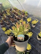 Euphorbia Ascot Rainbow Hardy Perennial Plant 3L Pot UK Grown