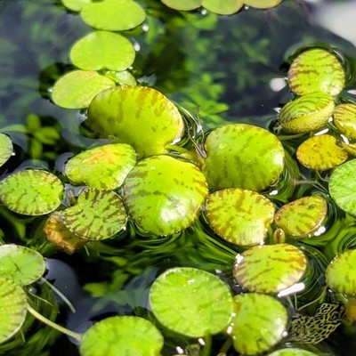 (Rare) Tiger-Striped Amazon Frogbit (Limnobium laevigatum) Aquarium Plant (x10)