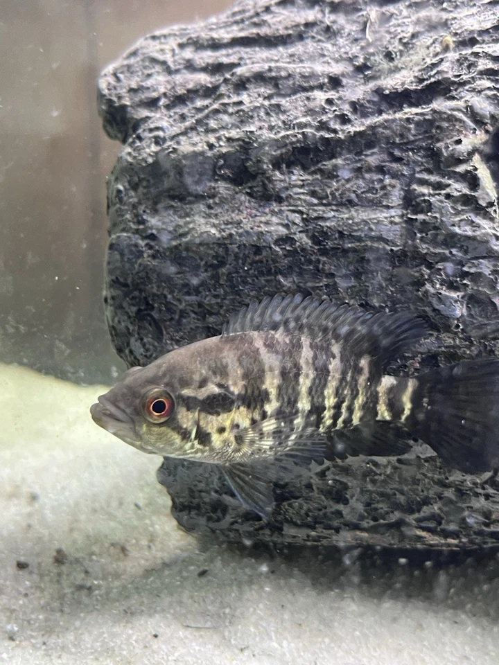 Jaguar Cichlid Trios 2-4 Inch Two Females One Male - Image 3 of 3