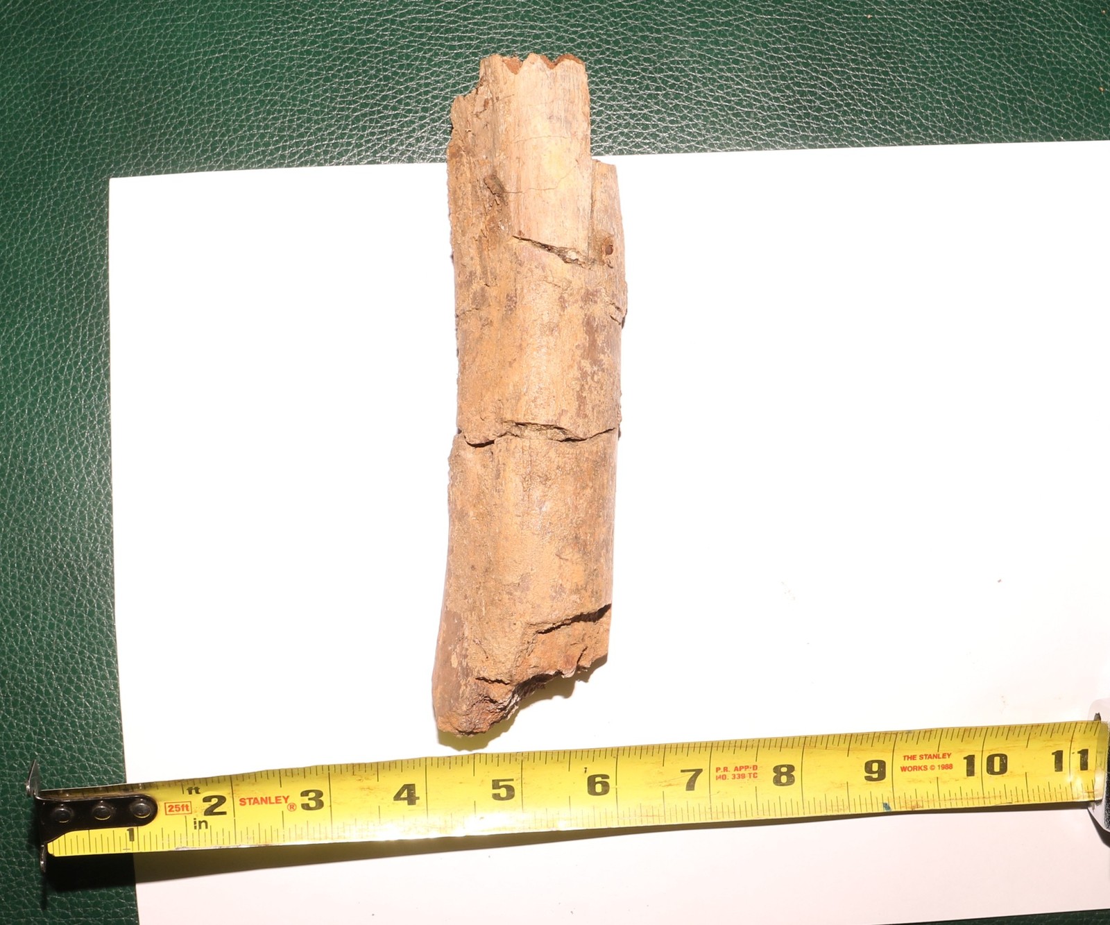 GORGEOUS Triceratops Rib PIece Dinosaur Fossil - Hell Creek Formation Cretaceous