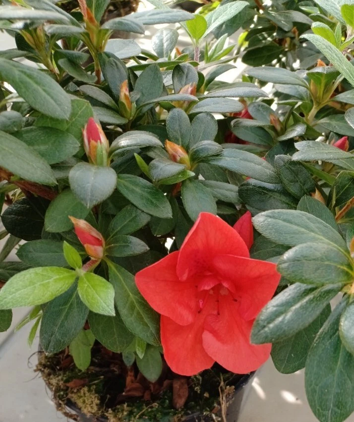 Foto 1 di 2