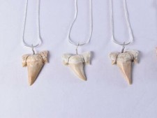 Shark Tooth Bone Pendant Necklace - Gothic Steel Chain 30 Inches Long