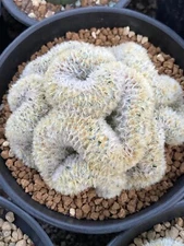 RareMammillaria carmenae embellishmentcactus Cactiti Succulents 5-8CM