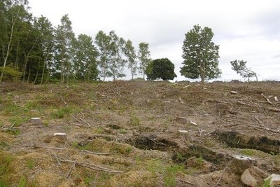 Photo 6x4 Felled area, Kirkwood Dalton/NY1174 Estate woodland near Dalto c2016