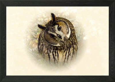 Eule Portrait gerahmt Wandbild Poster Leinwanddruck Bild
