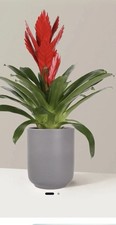bromeliad pups