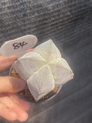 RareSucculent Plant astrophytum myriostigma onzuka  WYSIWYG seedgrowth  84#
