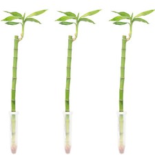 3er-Set Gl&uuml;cksbambus gerade- H&ouml;he ca. 50 cm, Topf-&Oslash; 5 cm - Lucky Bamboo