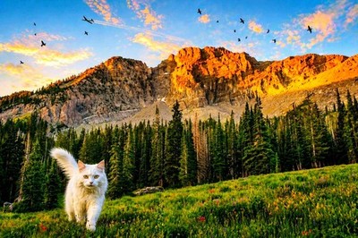 Digital Image Pic Photo Wallpaper Background Desktop AI Art Sample Product 4k