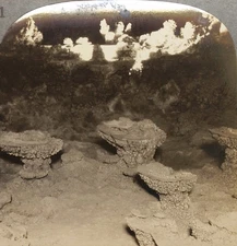 Keystone Stereoview of Lily Pads, Carlsbad Caverns From Scenic America Set #61