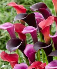 4 - MIDNIGHT JUBILEE Calla Lily Blend Live Flower Plant Bulbs  DEEP COLOR MIX