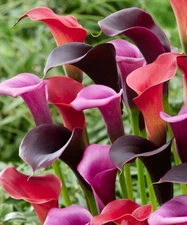 4 - MIDNIGHT JUBILEE Calla Lily Blend Live Flower Plant Bulbs * DEEP COLOR MIX